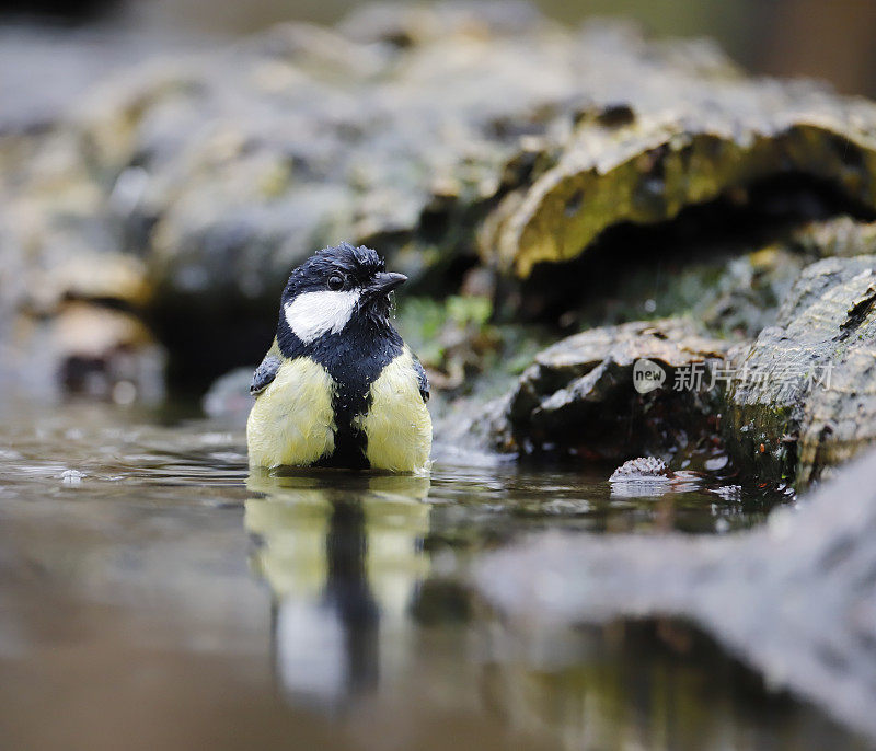 大山雀(Parus major)洗澡